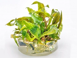 Purpurwasserkelch - Cryptocoryne x purpurea in vitro